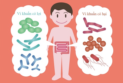 cong-dung-cua-men-vi-sinh