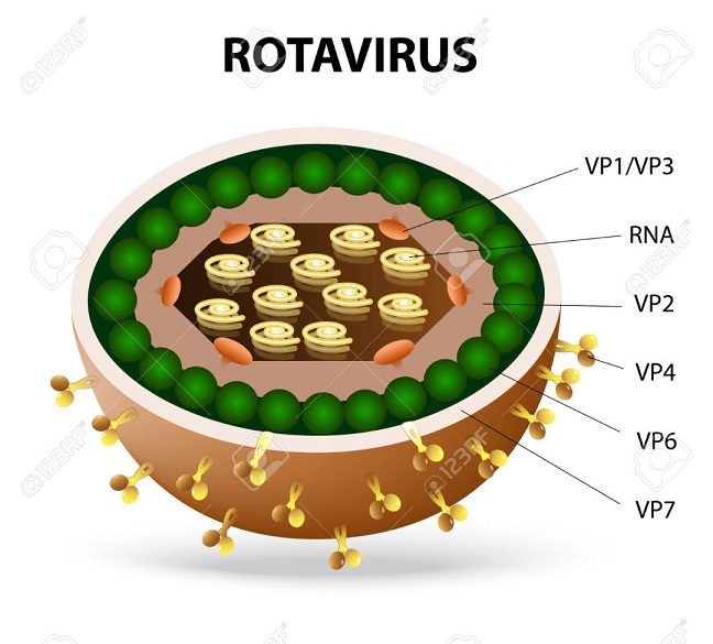 Rotavirus có cấu tạo như thế nào