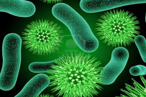 lợi khuẩn Lợi khuẩn Bifidobacterium